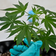 Image for article titled Drugs, Drugs, DRUGS!!!!
